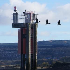 a bird flying over a body of water with a mountain in the background