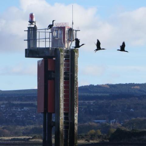 a bird flying over a body of water with a mountain in the background
