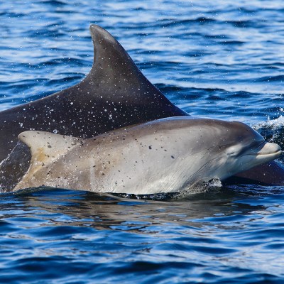 a dolphin swimming in a body of water