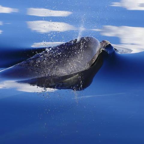 a fish located in a body of water