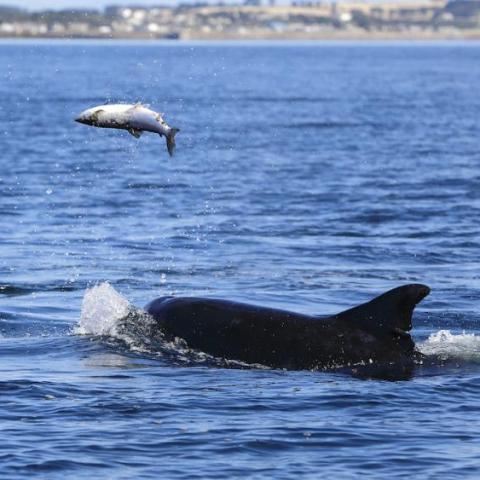 a whale jumping out of a body of water