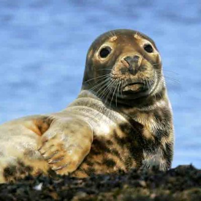 a seal located in a body of water