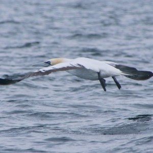 a bird flying over a body of water