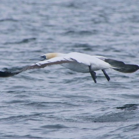 a bird flying over a body of water