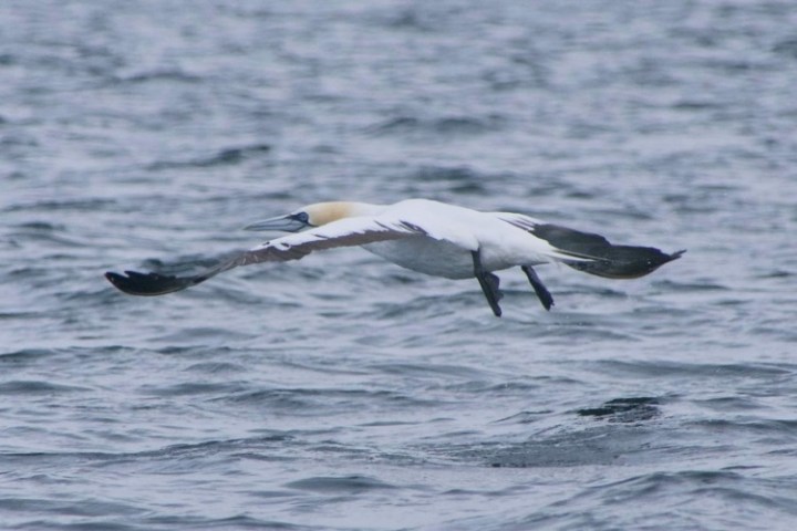 a bird flying over a body of water