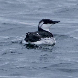 a bird swimming in water next to a body of water