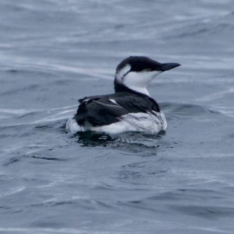 a bird swimming in water next to a body of water