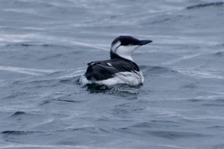 a bird swimming in water next to a body of water