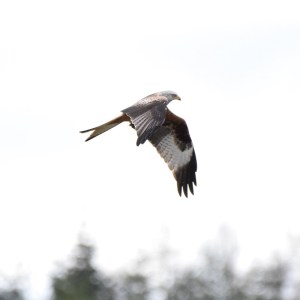 a bird flying in the sky