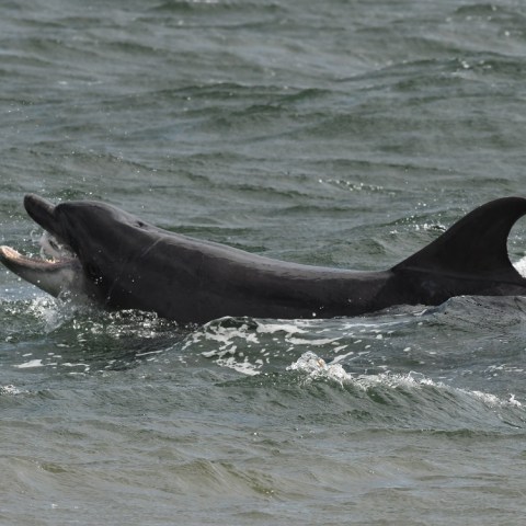 a dog swimming in a body of water