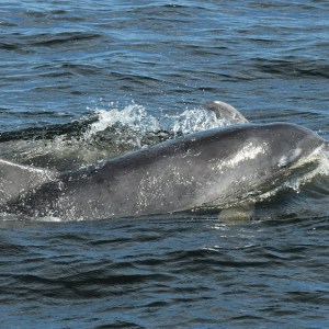 a small animal in a body of water