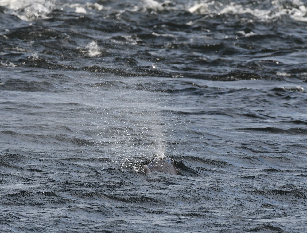 113 a dog swimming in a body of water