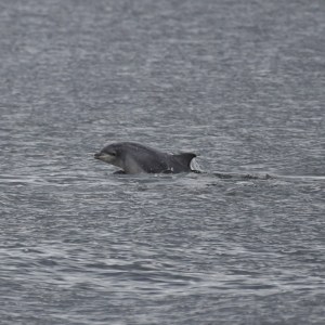 a bird flying over a body of water