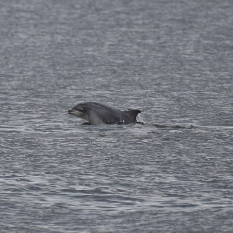 a bird flying over a body of water
