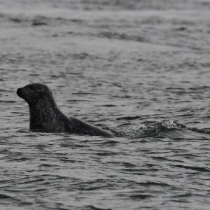 a bird swimming in water next to a body of water