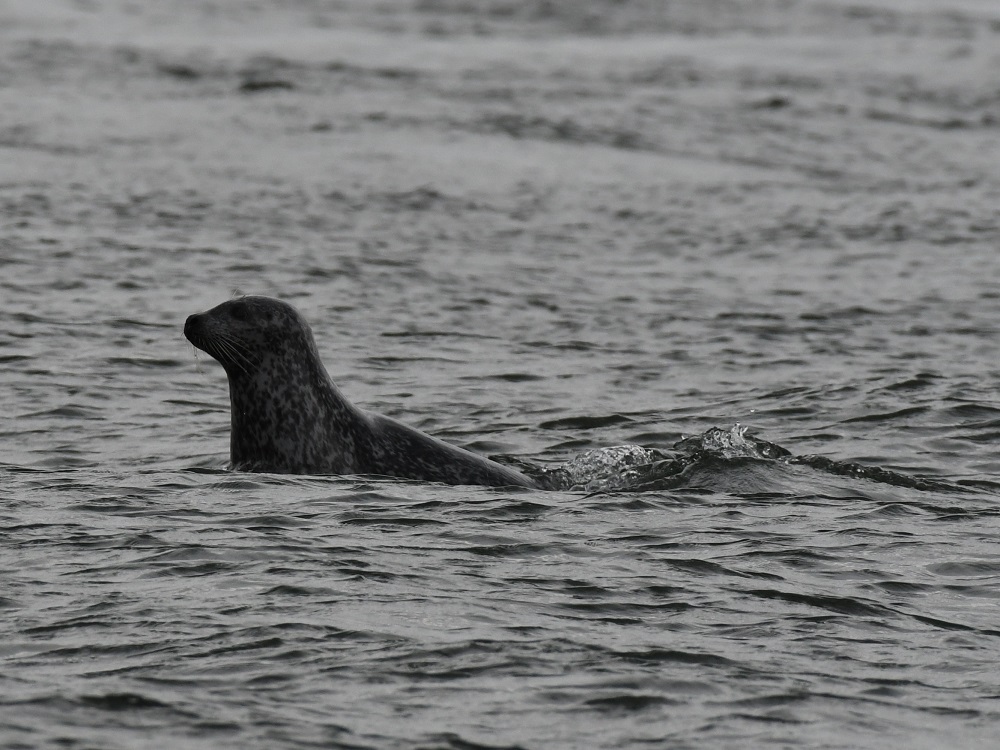 116 a bird swimming in water next to a body of water