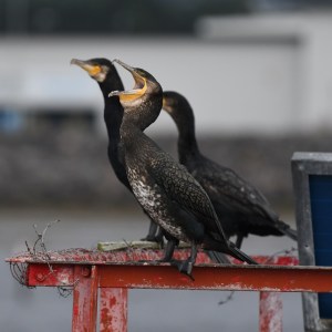 a bird sitting on top of a building
