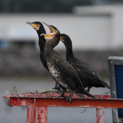 a bird sitting on top of a building