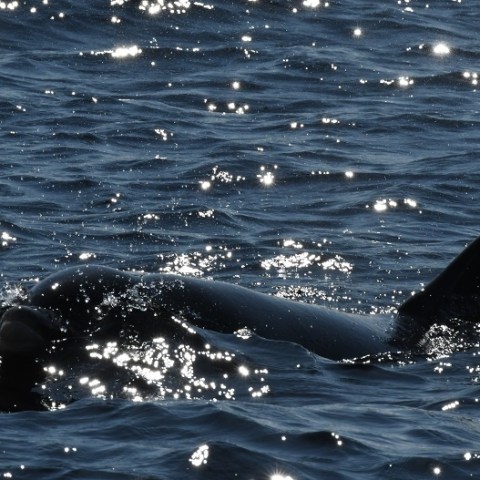 a small animal in a body of water