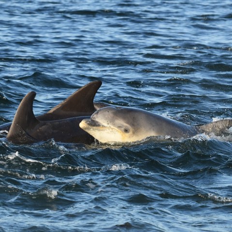 a bird swimming in water