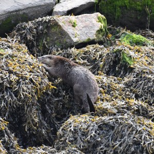 a bear that is sitting on a rock