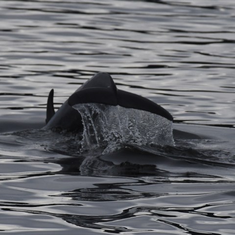 a bird swimming in water