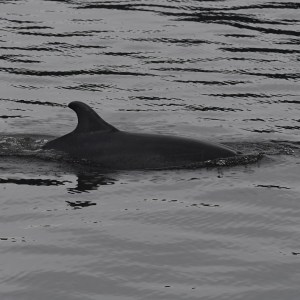 a bird swimming in water next to a body of water