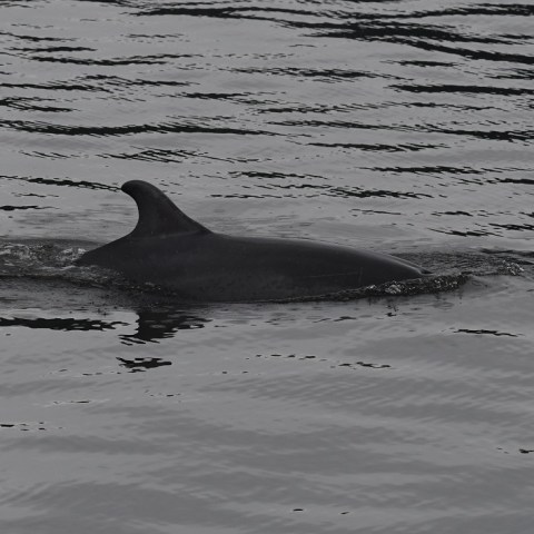 a bird swimming in water next to a body of water