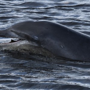 an animal swimming in the water