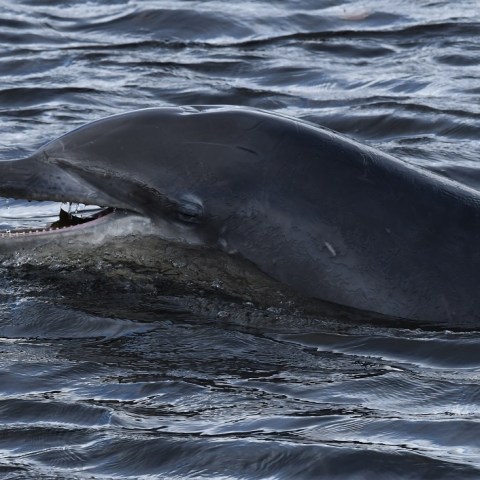 an animal swimming in the water