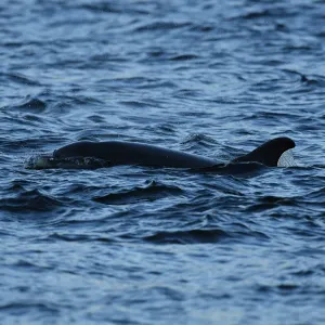 a bird swimming in water