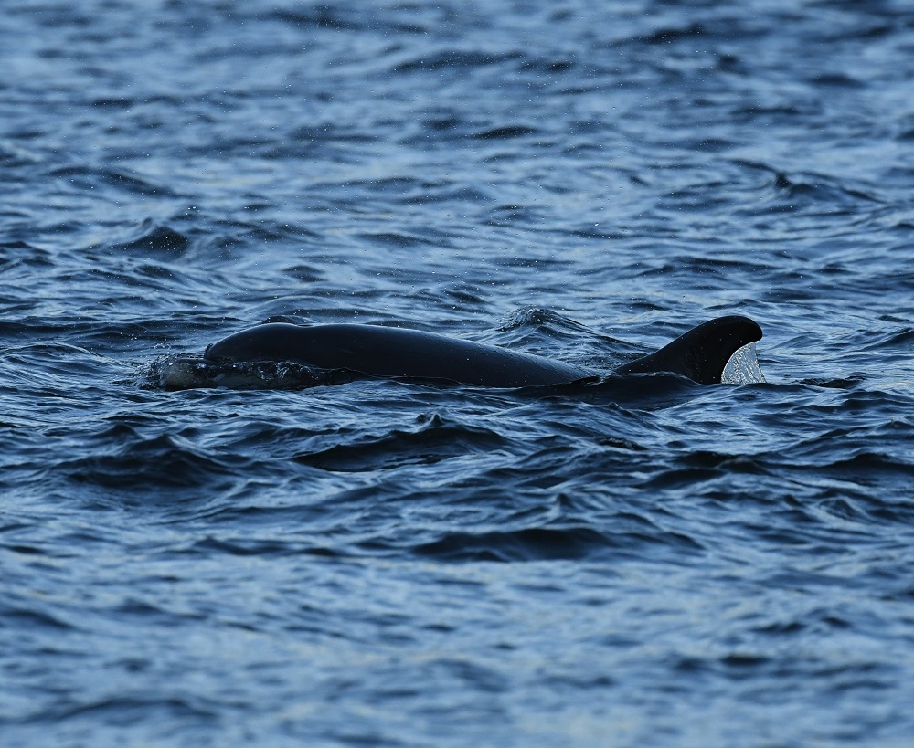 125 a bird swimming in water