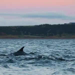a whale jumping out of the water