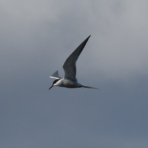 a bird flying in the sky