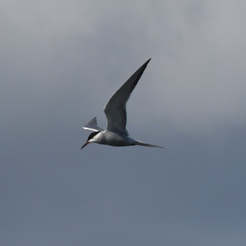 a bird flying in the sky