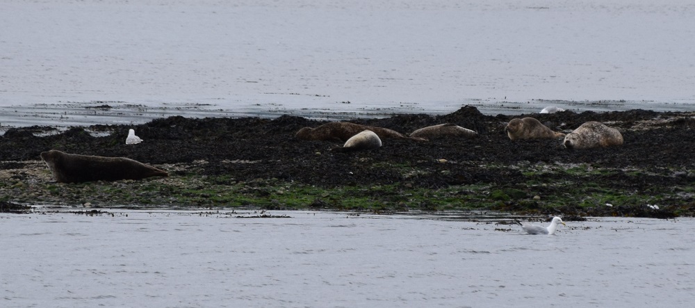 24 a bird standing on a rocky shore next to a body of water