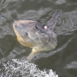 a turtle swimming under water
