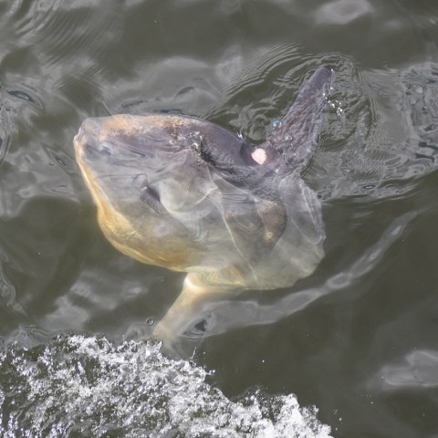a turtle swimming under water