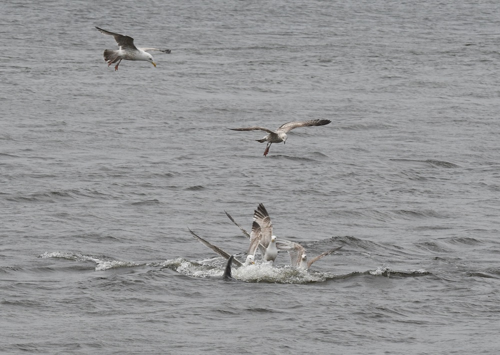 36 a flock of seagulls flying over a body of water