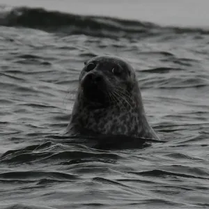 a dog swimming in a body of water