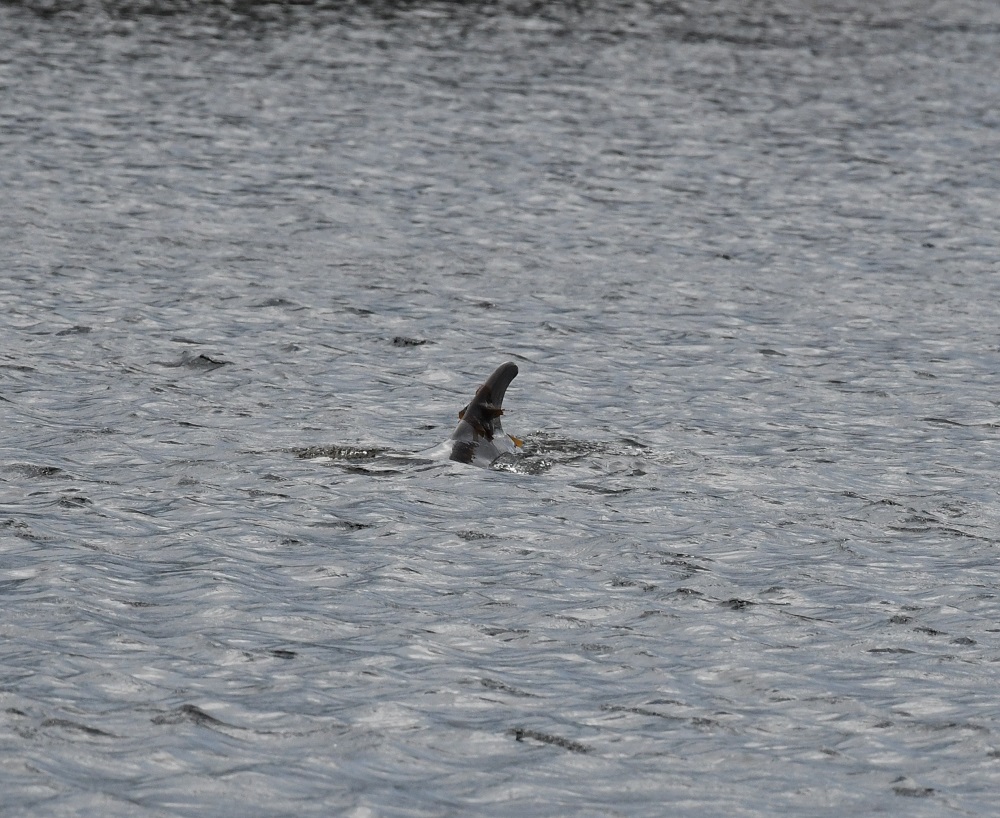 50 a bird swimming in water