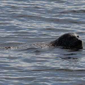 a dog swimming in a body of water