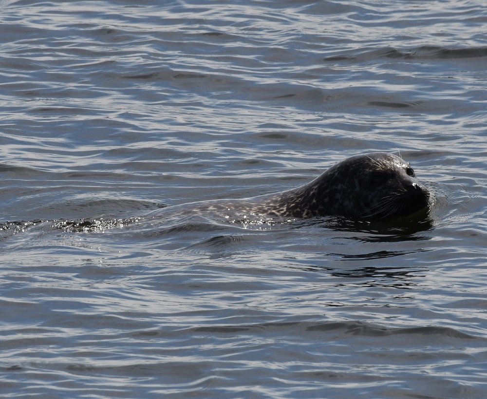 58 a dog swimming in a body of water