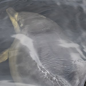 a close up of a fish swimming under water