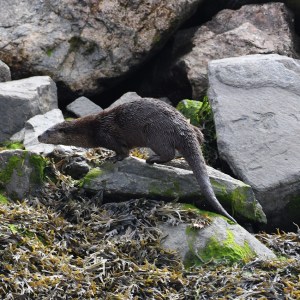 a bird standing on a rock