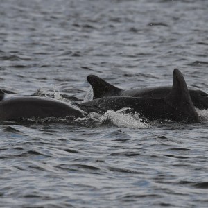 a dolphin swimming in a body of water