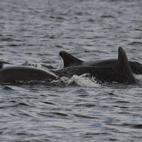 a dolphin swimming in a body of water