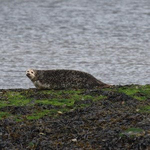 a bird standing on a rocky shore next to a body of water