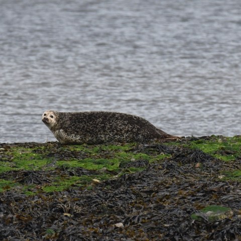 a bird standing on a rocky shore next to a body of water