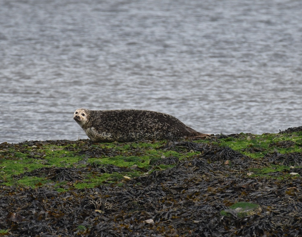 73 a bird standing on a rocky shore next to a body of water